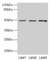 Western blot All lanes: PSG6 antibody at 6µg/ml Lane 1: HepG2 whole cell lysate Lane 2: 293T whole cell lysate Lane 3: MCF-7 whole cell lysate Secondary Goat polyclonal to rabbit IgG at 1/10000 dilution Predicted band size: 49, 48 kDa Observed ban...