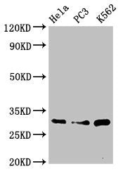 Western Blot Positive WB detected in: Hela whole cell lysate, PC-3 whole cell lysate, K562 whole cell lysate All lanes: PSMA1 antibody at 3.4ug/ml Secondary Goat polyclonal to rabbit IgG at 1/50000 dilution Predicted band size: 30, 31 kDa Observed...