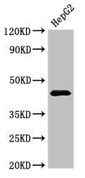 Western Blot Positive WB detected in: HepG2 whole cell lysate All lanes: PSMC5 antibody at 3.5ug/ml Secondary Goat polyclonal to rabbit IgG at 1/50000 dilution Predicted band size: 46, 45 kDa Observed band size: 46 kDa