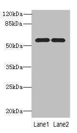 Western blot All lanes: PSMD12antibody at 0.93ug/ml Lane 1: U87 whole cell lysate Lane 2: Hela whole cell lysate Secondary Goat polyclonal to rabbit IgG at 1/10000 dilution Predicted band size: 53, 51 kDa Observed band size: 53 kDa
