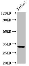 Western Blot Positive WB detected in: Jurkat whole cell lysate All lanes: PSMG1 antibody at 2µg/ml Secondary Goat polyclonal to rabbit IgG at 1/50000 dilution Predicted band size: 33, 31 kDa Observed band size: 33 kDa