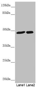 Western blot All lanes: PSTPIP1 antibody at 0.85 ug/ml Lane 1: Mouse brain tissue Lane 2: Raw264.7 whole cell lysate Secondary Goat polyclonal to rabbit IgG at 1/10000 dilution Predicted band size: 48, 46 kDa Observed band size: 48 kDa