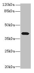Western blot All lanes: PTAFR antibody at 4µg/ml + Mouse lung tissue Secondary Goat polyclonal to rabbit IgG at 1/10000 dilution Predicted band size: 40 kDa Observed band size: 40 kDa