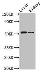 Western Blot Positive WB detected in: Rat liver tissue, Rat kidney tissue All lanes: PTGER4 antibody at 3.2ug/ml Secondary Goat polyclonal to rabbit IgG at 1/50000 dilution Predicted band size: 54 kDa Observed band size: 54 kDa