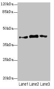 Western blot All lanes: PTGES2 antibody at 3.77µg/ml Lane 1: 293T whole cell lysate Lane 2: Hela whole cell lysate Lane 3: HepG2 whole cell lysate Secondary Goat polyclonal to rabbit IgG at 1/10000 dilution Predicted band size: 42 kDa Observed ban...