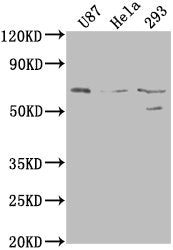 Western Blot Positive WB detected in: U87 whole cell lysate, Hela whole cell lysate, 293 whole cell lysate All lanes: PTGS2 antibody at 1:1000 Secondary Goat polyclonal to rabbit IgG at 1/50000 dilution Predicted band size: 69 kDa Observed band si...