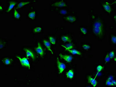 Immunofluorescent analysis of U251 cells using CSB-PA018990LA01HU at dilution of 1:100 and Alexa Fluor 488-congugated AffiniPure Goat Anti-Rabbit IgG(H+L)