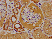 IHC image of CSB-PA018996LA01HU diluted at 1:100 and staining in paraffin-embedded human kidney tissue performed on a Leica BondTM system. After dewaxing and hydration, antigen retrieval was mediated by high pressure in a citrate buffer (pH 6.0)....
