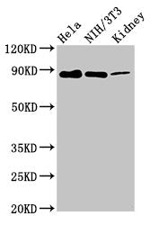 Western Blot Positive WB detected in: Hela whole cell lysate, NIH/3T3 whole cell lysate, Rat kidney tissue All lanes: PTPN12 antibody at 7.4µg/ml Secondary Goat polyclonal to rabbit IgG at 1/50000 dilution Predicted band size: 89, 73, 75 kDa Obser...