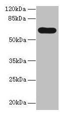 Western blot All lanes: PTPN5 antibody at 12µg/ml + HepG2 whole cell lysate Secondary Goat polyclonal to rabbit IgG at 1/10000 dilution Predicted band size: 64, 61 kDa Observed band size: 64 kDa