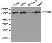 Western blot analysis of extracts of various cell lines, using PTPRC antibody.