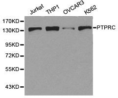 Western blot analysis of extracts of various cell lines, using PTPRC antibody.