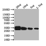Western Blot Positive WB detected in: recombinant protein All lanes: PDS1 Antibody at 1:1000 Secondary Goat polyclonal to rabbit IgG at 1/50000 dilution Predicted band size: 35 kDa Observed band size: 35 kDa