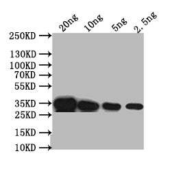 Western Blot Positive WB detected in: recombinant protein All lanes: PDS1 Antibody at 1:1000 Secondary Goat polyclonal to rabbit IgG at 1/50000 dilution Predicted band size: 35 kDa Observed band size: 35 kDa