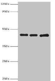 Western blot All lanes: Poliovirus receptor antibody at 3ug/ml Lane 1: Mouse gonad tissue Lane 2: HepG2 whole cell lysate Lane 3: K562 whole cell lysate Secondary Goat polyclonal to rabbit IgG at 1/10000 dilution Predicted band size: 46, 41, 40, 4...