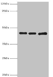 Western blot All lanes: Poliovirus receptor antibody at 3ug/ml Lane 1: Mouse gonad tissue Lane 2: HepG2 whole cell lysate Lane 3: K562 whole cell lysate Secondary Goat polyclonal to rabbit IgG at 1/10000 dilution Predicted band size: 46, 41, 40, 4...
