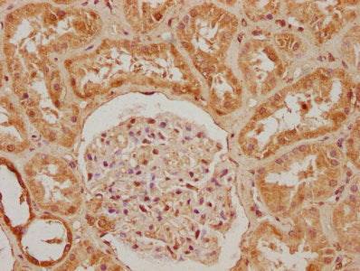 IHC image of CSB-PA019112OA01HU diluted at 1:200 and staining in paraffin-embedded human kidney tissue performed on a Leica BondTM system. After dewaxing and hydration, antigen retrieval was mediated by high pressure in a citrate buffer (pH 6.0)....