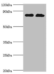 Western blot All lanes: Glutamine--tRNA ligase antibody at 2ug/ml Lane 1: PC-3 whole cell lysate Lane 2: Hela whole cell lysate Secondary Goat polyclonal to rabbit IgG at 1/10000 dilution Predicted band size: 88, 87 kDa Observed band size: 88 kDa