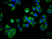 Immunofluorescence staining of MCF-7 cells with CSB-PA019203LA01HU at 1:33, counter-stained with DAPI. The cells were fixed in 4% formaldehyde, permeabilized using 0.2% Triton X-100 and blocked in 10% normal Goat Serum. The cells were then incubat...