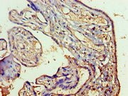 Immunohistochemistry of paraffin-embedded human placenta tissue using CSB-PA019213HA01HU at dilution of 1:100