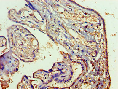 Immunohistochemistry of paraffin-embedded human placenta tissue using CSB-PA019213HA01HU at dilution of 1:100