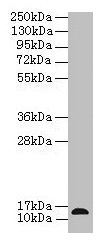 Western Blot All lanes: RABIF antibody at 12µg/ml + Mouse small intestine tissue Secondary Goat polyclonal to rabbit IgG at 1/10000 dilution Predicted band size: 14 kDa Observed band size: 14 kDa