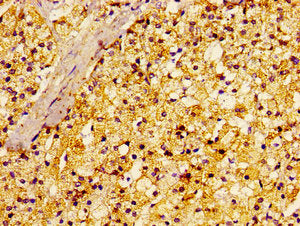 Immunohistochemistry of paraffin-embedded human adrenal gland tissue using CSB-PA019296LA01HU at dilution of 1:100
