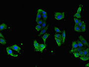 Immunofluorescent analysis of HepG2 cells using CSB-PA019362LA01HU at dilution of 1:100 and Alexa Fluor 488-congugated AffiniPure Goat Anti-Rabbit IgG(H+L)