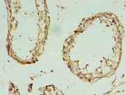 Immunohistochemistry of paraffin-embedded human testis tissue using CSB-PA019401LA01HU at dilution of 1:100