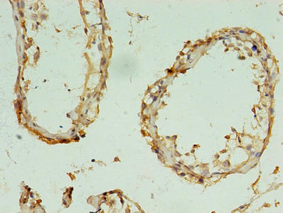 Immunohistochemistry of paraffin-embedded human testis tissue using CSB-PA019401LA01HU at dilution of 1:100