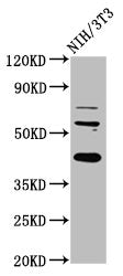 Western Blot Positive WB detected in: NIH/3T3 whole cell lysate All lanes: RBFOX2 antibody at 6ug/ml Secondary Goat polyclonal to rabbit IgG at 1/50000 dilution Predicted band size: 42, 41, 38, 40, 48, 44 kDa Observed band size: 42 kDa