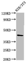 Western Blot Positive WB detected in: NIH/3T3 whole cell lysate All lanes: RBMS1 antibody at 3.6ug/ml Secondary Goat polyclonal to rabbit IgG at 1/50000 dilution Predicted band size: 45, 5 kDa Observed band size: 45 kDa