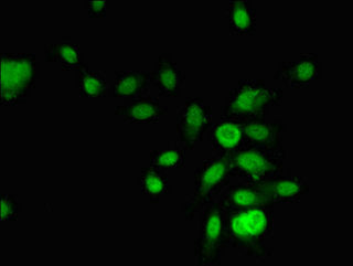 Immunofluorescent analysis of Hela cells using CSB-PA019517LA01HU at dilution of 1:100 and Alexa Fluor 488-congugated AffiniPure Goat Anti-Rabbit IgG(H+L)