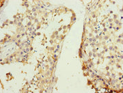 Immunohistochemistry of paraffin-embedded human testis tissue using CSB-PA019535ESR2HU at dilution of 1:100