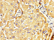 IHC image of CSB-PA019536LA01HU diluted at 1:300 and staining in paraffin-embedded human liver tissue performed on a Leica BondTM system. After dewaxing and hydration, antigen retrieval was mediated by high pressure in a citrate buffer (pH 6.0). S...