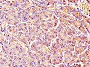 Immunohistochemistry of paraffin-embedded human pancreatic tissue using CSB-PA019546LA01HU at dilution of 1:100
