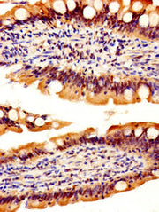 IHC image of CSB-PA019548EA01HU diluted at 1:500 and staining in paraffin-embedded human small intestine tissue performed on a Leica BondTM system. After dewaxing and hydration, antigen retrieval was mediated by high pressure in a citrate buffer (...