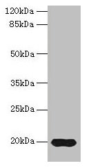 Western blot All lanes: Reg3g antibody at 14µg/ml + Mouse kidney tissue Secondary Goat polyclonal to rabbit IgG at 1/10000 dilution Predicted band size: 20 kDa Observed band size: 20 kDa