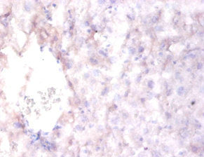 Immunohistochemistry of paraffin-embedded mouse liver tissue using CSB-PA019557LA01HU at dilution of 1:100