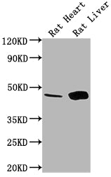 Western Blot Positive WB detected in: Rat Heart tissue, Rat Liver tissue All lanes: Ren1 antibody at 1:1000 Secondary Goat polyclonal to rabbit IgG at 1/50000 dilution Predicted band size: 45 kDa Observed band size: 45 kDa