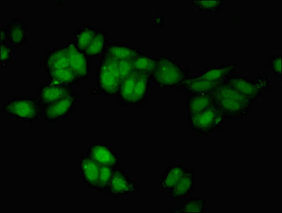 Immunofluorescent analysis of HepG2 cells using CSB-PA019571LA01HU at dilution of 1:100 and Alexa Fluor 488-congugated AffiniPure Goat Anti-Rabbit IgG(H+L)