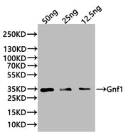 Western Blot Positive WB detected in: recombinant protein All lanes:Gnf1 Antibody at 1:1000 Secondary Goat polyclonal to rabbit IgG at 1/20000 dilution Predicted band size: 32 kDa Observed band size: 34 kDa