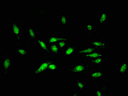 Immunofluorescent analysis of Hela cells using CSB-PA01959A0Rb at dilution of 1:100 and Alexa Fluor 488-congugated AffiniPure Goat Anti-Rabbit IgG(H+L)