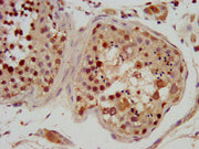 IHC image of CSB-PA019611LA01HU diluted at 1:600 and staining in paraffin-embedded human testis tissue performed on a Leica BondTM system. After dewaxing and hydration, antigen retrieval was mediated by high pressure in a citrate buffer (pH 6.0)....