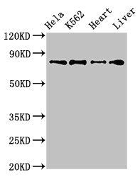 Western Blot Positive WB detected in: Hela whole cell lysate, K562 whole cell lysate, Mouse heart tissue, Rat liver tissue All lanes: RGL2 antibody at 3.2ug/ml Secondary Goat polyclonal to rabbit IgG at 1/50000 dilution Predicted band size: 84, 51...