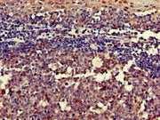 Immunohistochemistry of paraffin-embedded human tonsil tissue using CSB-PA019649LA01HU at dilution of 1:100