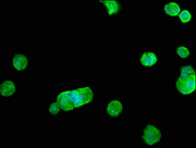 Immunofluorescence staining of MCF-7 cells with CSB-PA019683LA01HU at 1:100, counter-stained with DAPI. The cells were fixed in 4% formaldehyde, permeabilized using 0.2% Triton X-100 and blocked in 10% normal Goat Serum. The cells were then incuba...