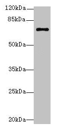 Western blot All lanes: RHOBTB3 antibody at 12µg/ml + Hela whole cell lysate Secondary Goat polyclonal to rabbit IgG at 1/10000 dilution Predicted band size: 70 kDa Observed band size: 70 kDa