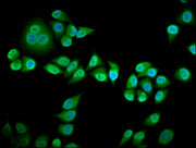 Immunofluorescence staining of Hela cells with CSB-PA019728LA01HU at 1:133, counter-stained with DAPI. The cells were fixed in 4% formaldehyde, permeabilized using 0.2% Triton X-100 and blocked in 10% normal Goat Serum. The cells were then incubat...