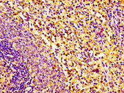 IHC image of CSB-PA019794LA01HU diluted at 1:100 and staining in paraffin-embedded human spleen tissue performed on a Leica BondTM system. After dewaxing and hydration, antigen retrieval was mediated by high pressure in a citrate buffer (pH 6.0)....